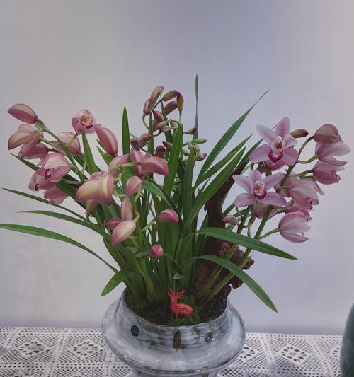 兰花的花语如何形容？兰花象征着什么？