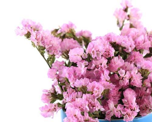 水晶草不同颜色的花语有何不同？