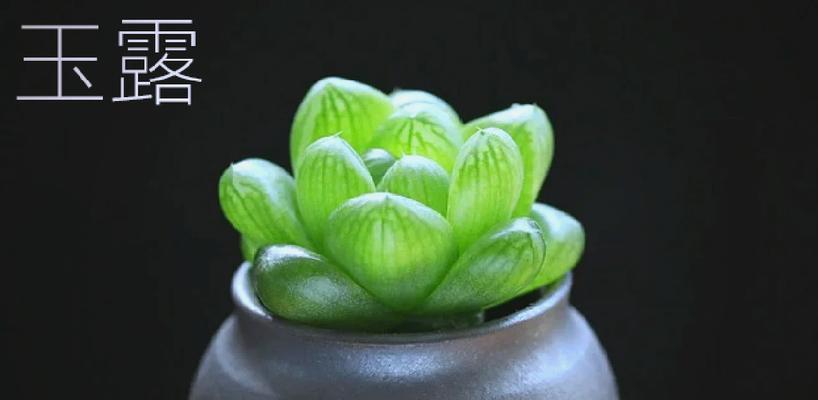 玉露的花语如何形容？玉露象征着什么？