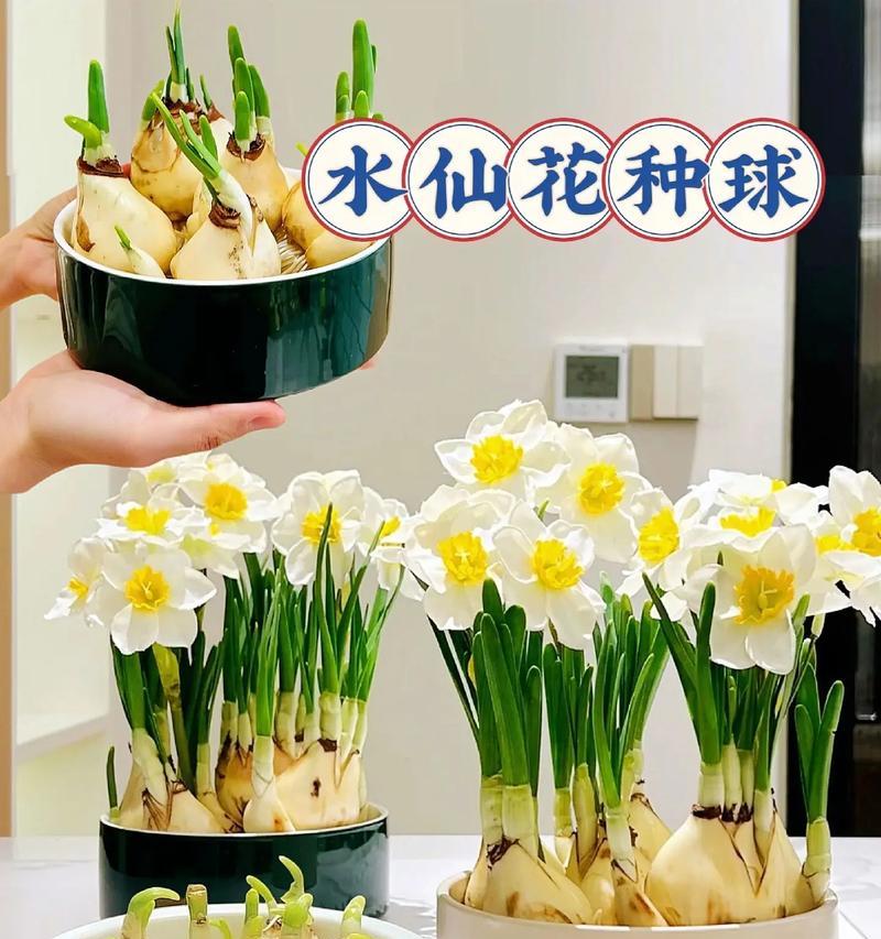 水仙花的花语是什么？水仙的寓意有哪些？