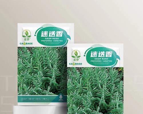 迷迭香种子播种的步骤和技巧是什么？