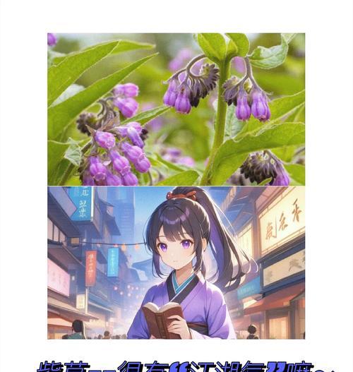 紫芳草的养殖方法和常见问题是什么？