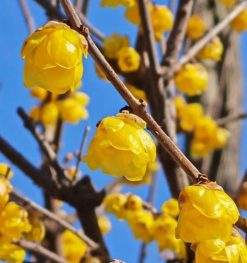冬天哪些植物可以开花？冬季开花植物的养护要点是什么？