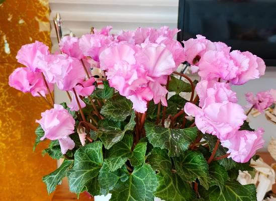 冬天哪些植物可以开花？冬季开花植物的养护要点是什么？