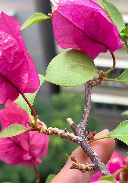 冬天哪些植物可以开花？冬季开花植物的养护要点是什么？