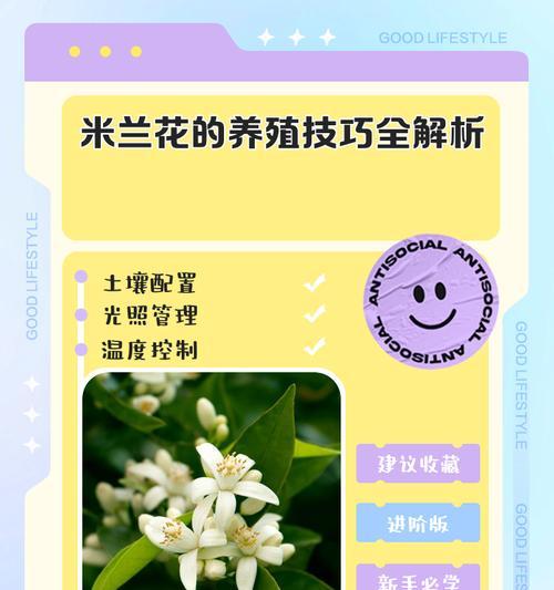 米兰花种植的步骤和技巧？