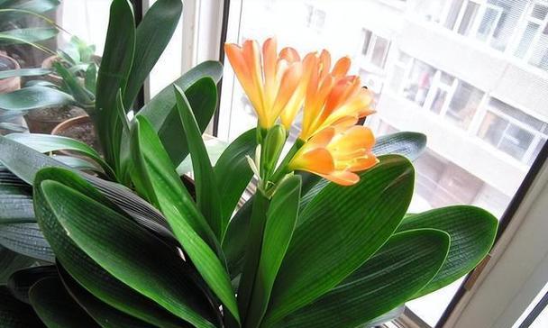 喜阴的花有哪些？在室内如何正确养护？
