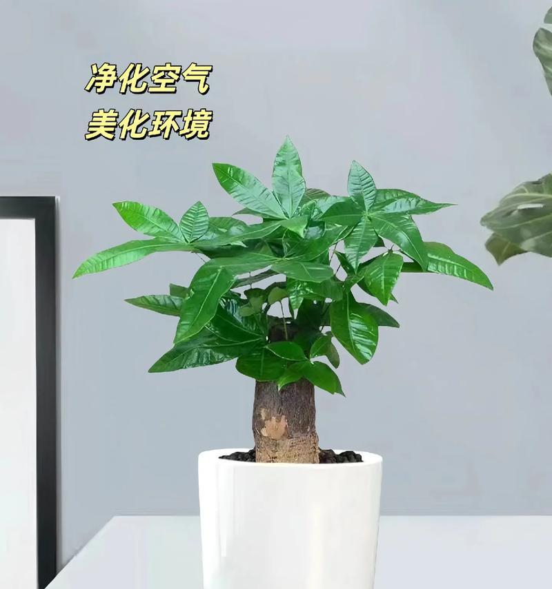 盆栽发财树的养殖方法是什么？如何保证其健康生长？
