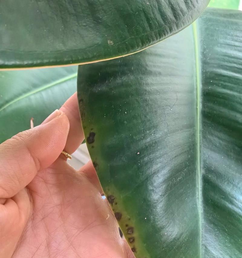 橡皮树叶子下垂怎么办？可能的原因及解决办法？