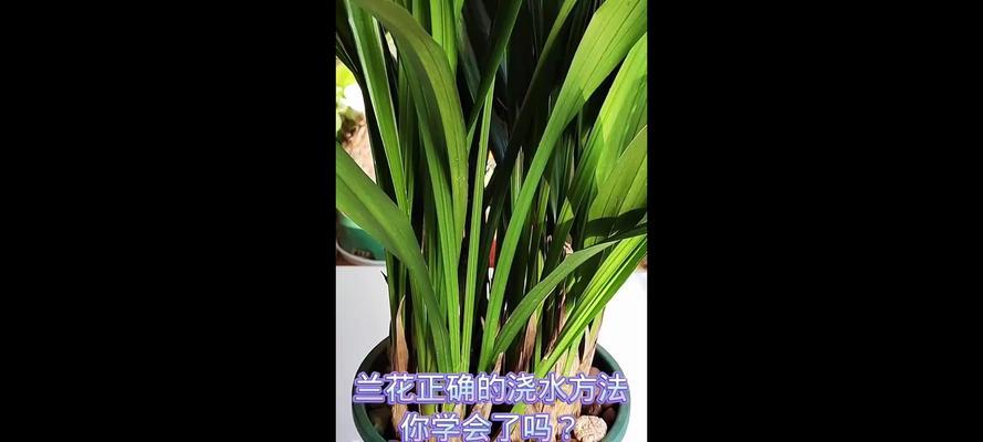 兰花花期浇水的正确方法是什么？