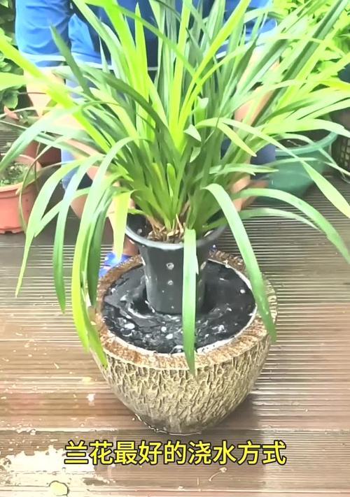 兰花花期浇水的正确方法是什么？