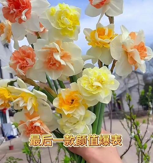 洋水仙品种有哪些？如何正确种植洋水仙？