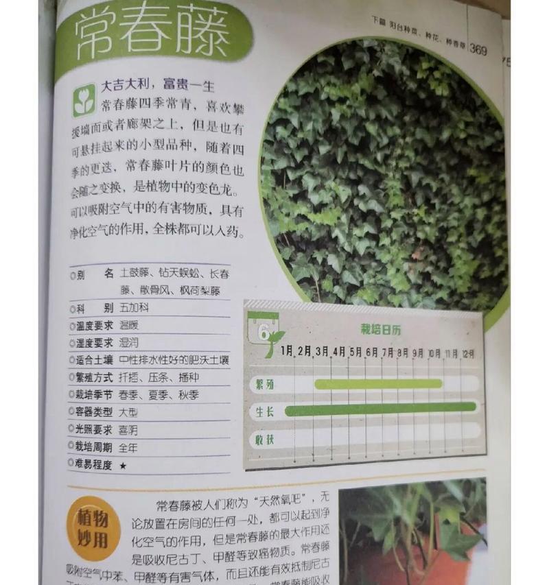 常春藤的养护方法有哪些？