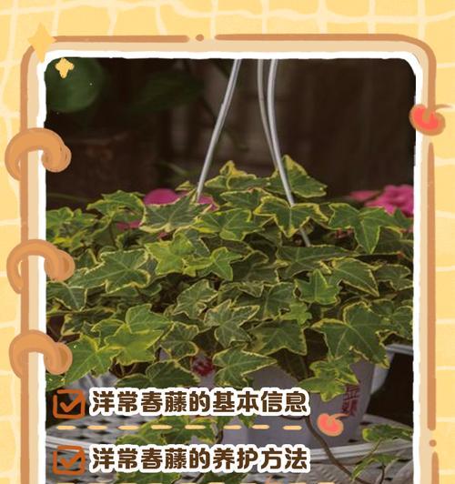 常春藤的养护方法有哪些？