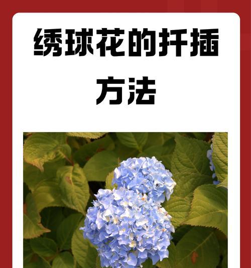 绣球花施肥的最佳时机和方法是什么？如何避免施肥错误？