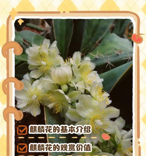 麒麟花养殖需要注意哪些要点？