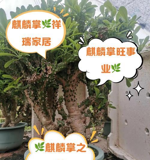麒麟花养殖需要注意哪些要点？