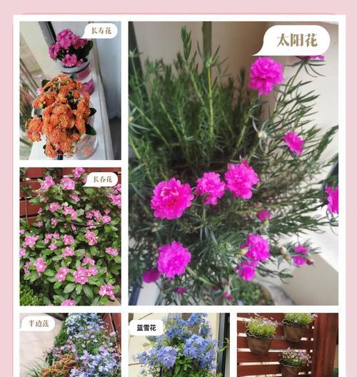 如何延长花卉的花期？