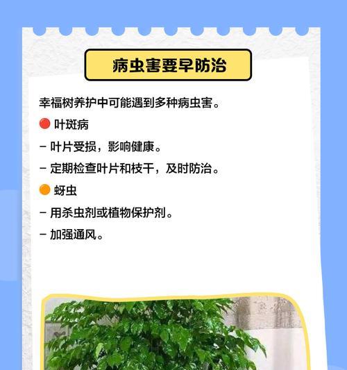 幸福树遭受虫害怎么办？如何彻底清除？