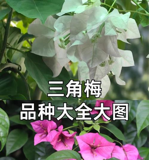三角梅哪个品种开花最勤？三角梅品种选择技巧？