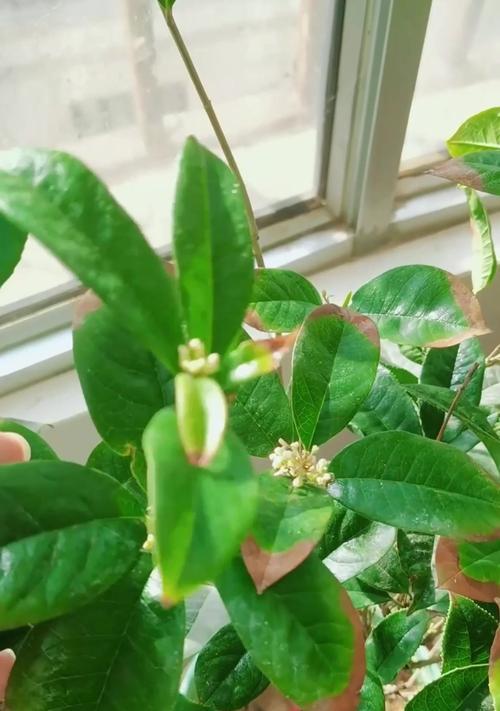 盆栽桂花叶子脱落的处理方法是什么？