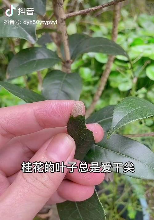盆栽桂花叶子脱落的处理方法是什么？