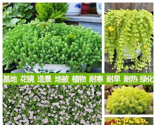 薄雪万年草的养殖方法和注意事项有哪些？