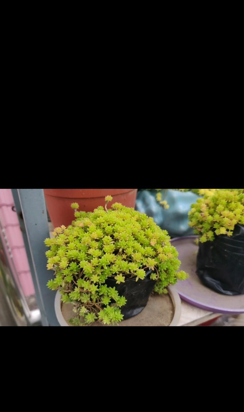 薄雪万年草的养殖方法和注意事项有哪些？