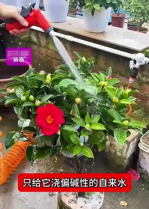 插花的养护方法有哪些？如何延长其观赏期？