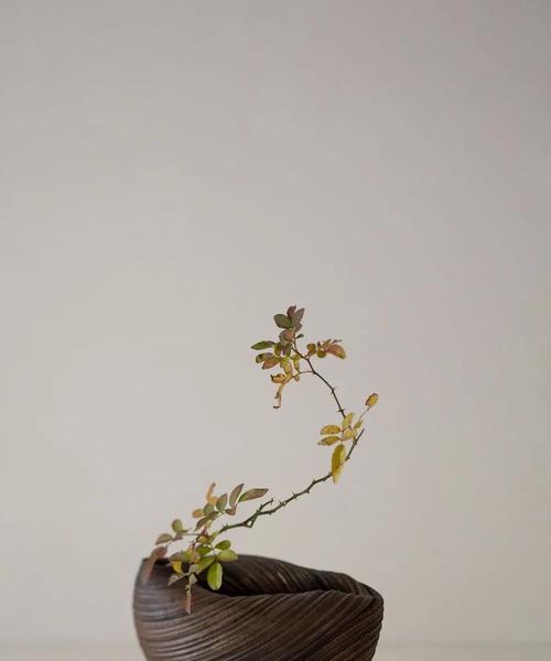 插花的养护方法有哪些？如何延长其观赏期？