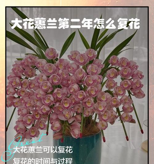 蕙兰花的养殖方法和注意事项是什么？