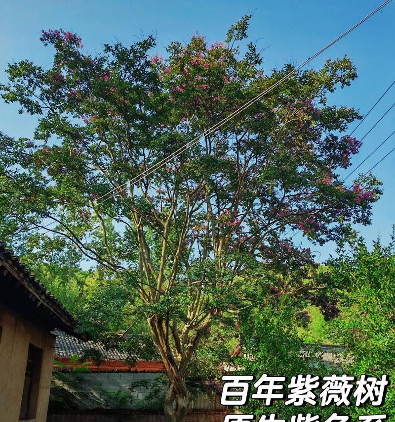 紫薇树的品种有哪些？如何选择紫薇树的品种？