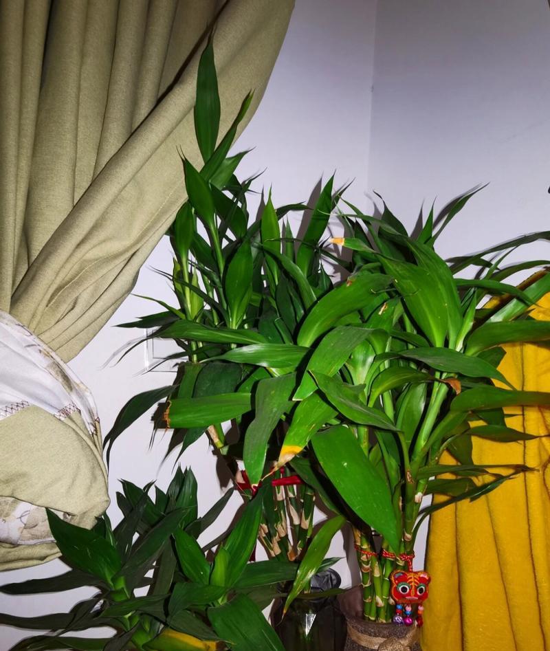 富贵竹开花的养殖技巧有哪些？