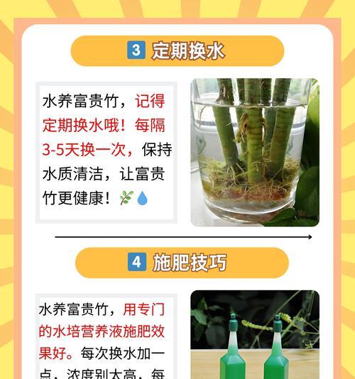 富贵竹开花的养殖技巧有哪些？