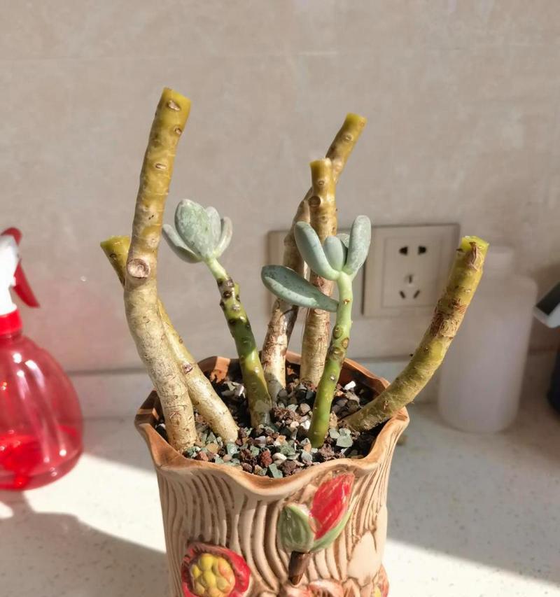 桃美人植物适合用哪种土壤种植？