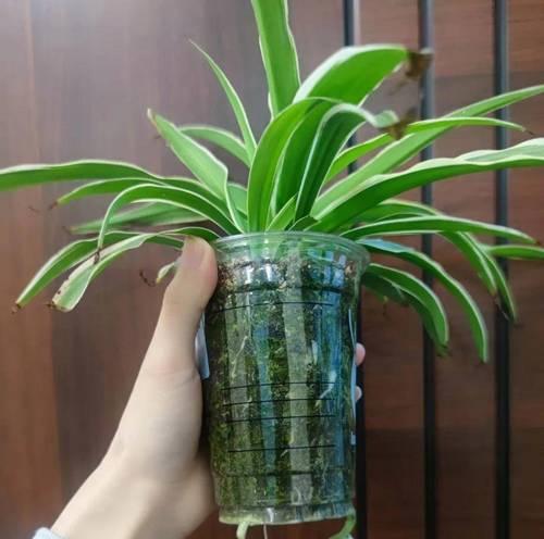 吊兰开花意味着什么？它对环境有何指示？