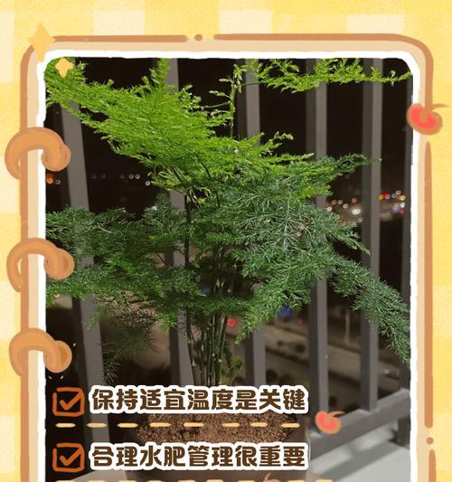 室外植物冬季保护措施有哪些？如何确保安全过冬？