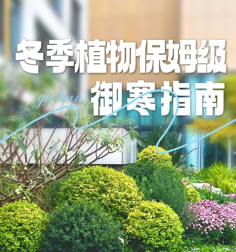 室外植物冬季保护措施有哪些？如何确保安全过冬？