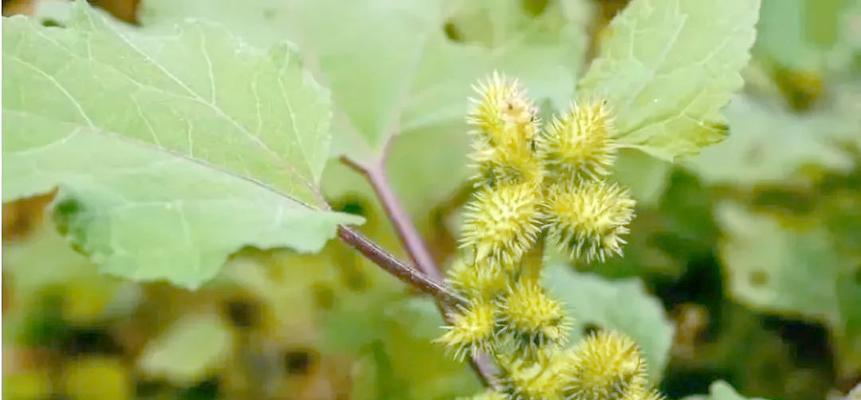 春天有哪些常见的植物？春天植物的特点是什么？