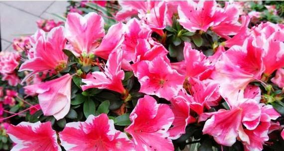杜鹃开花有哪些变化？如何促进杜鹃开花？