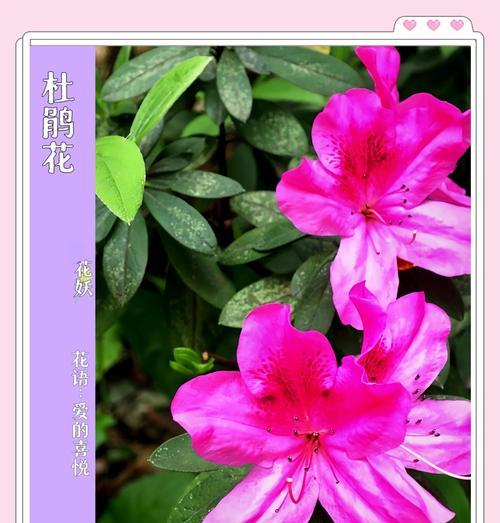 杜鹃开花有哪些变化？如何促进杜鹃开花？