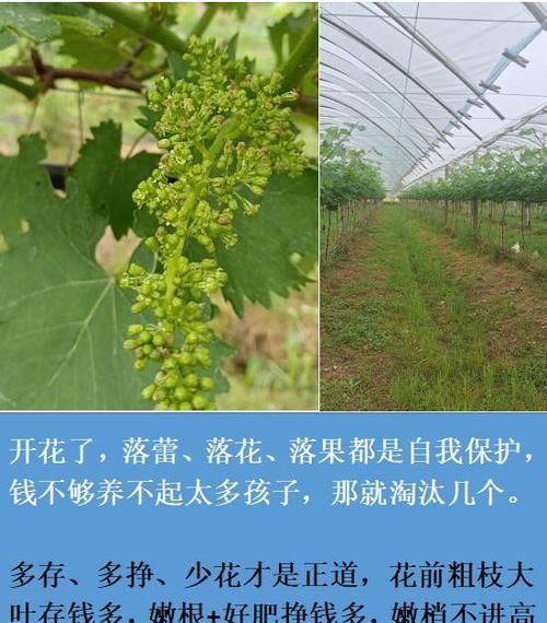 葡萄的养殖技术要点和常见问题是什么？