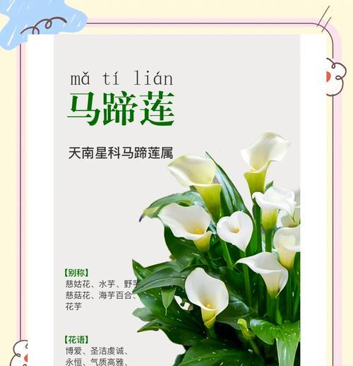 夏季马蹄莲的养护方法和注意事项是什么？