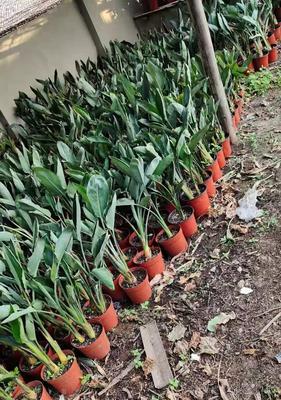 鹤望兰什么时候开花？如何促进鹤望兰按时开花？