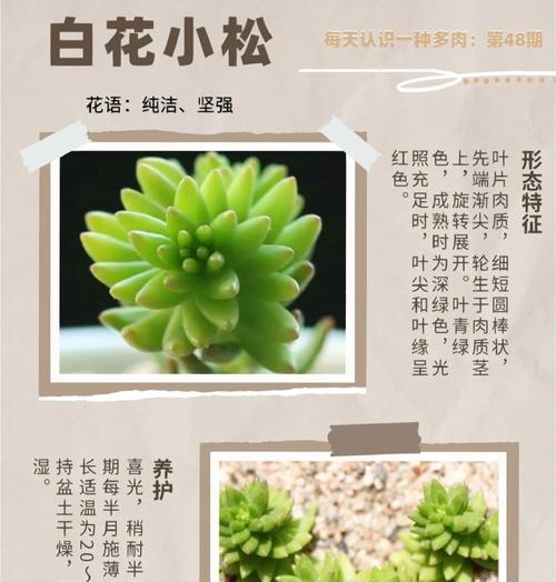 白皮松盆景制作步骤有哪些？
