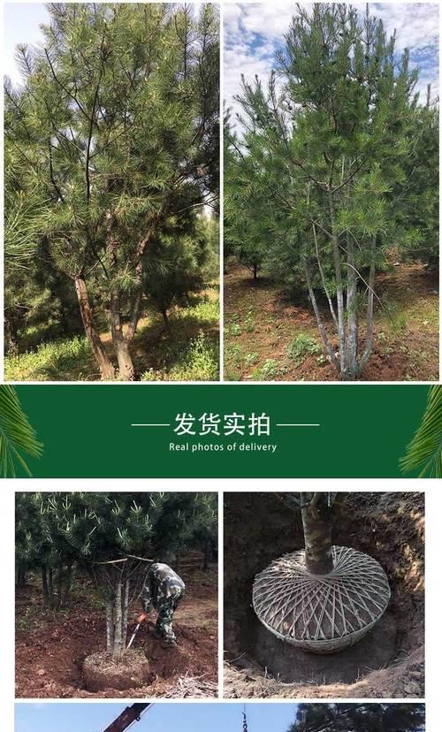 白皮松盆景制作步骤有哪些？