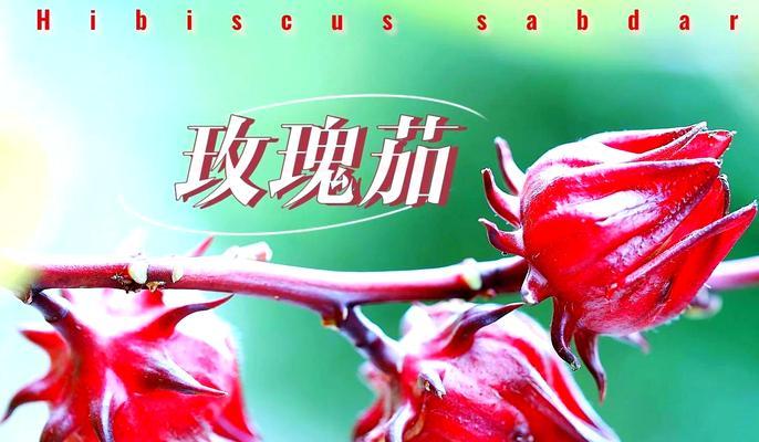 玫瑰茄种植的步骤和技巧是什么？