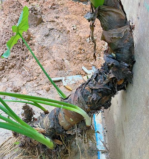 滴水观音烂根如何处理？滴水观音烂根的解决方法是什么？