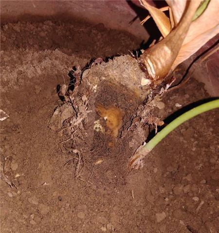 滴水观音烂根如何处理？滴水观音烂根的解决方法是什么？