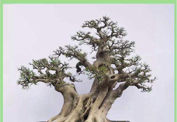 盆景烂根的处理方法和预防措施是什么？